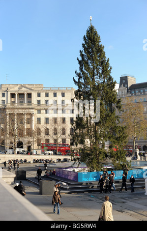 Norwegischer Weihnachtsbaum auf dem Trafalgar Square Stockfoto