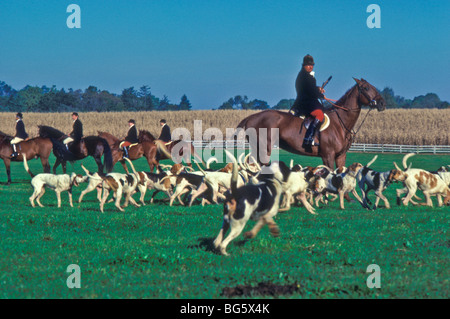 Reiten, Hunde, Fox Jäger. Stockfoto