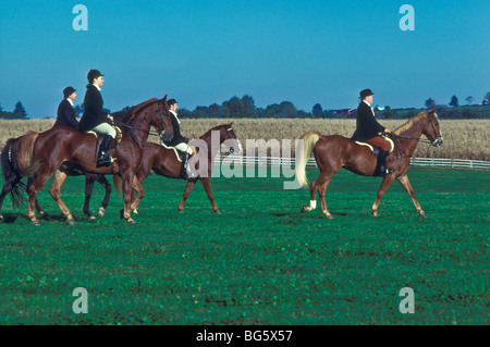 Reiten, Hunde, Fox Jäger. Stockfoto