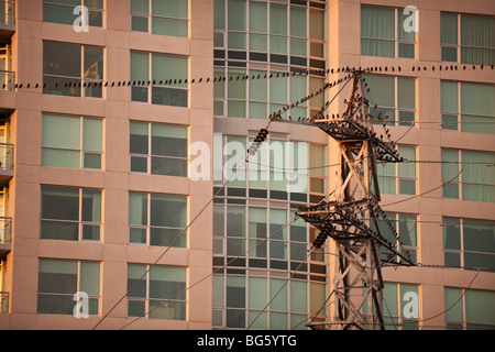 Reihen der kleinen Vögel sammeln auf einer Strom-Turm mit städtischen Gebäude im Hintergrund. Stockfoto