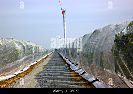 Verrechnung über "Citrus" Mandarin Jungbäume, Fremdbestäubung zu verhindern. Stockfoto