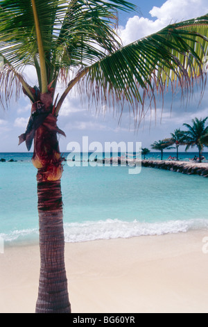 Palme auf einem geschützten Strand, Leguan, Aruba, Niederländische Antillen Stockfoto