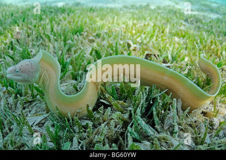 Graue Muräne Gymnothorax früh frei schwimmen über Seegras Stockfoto