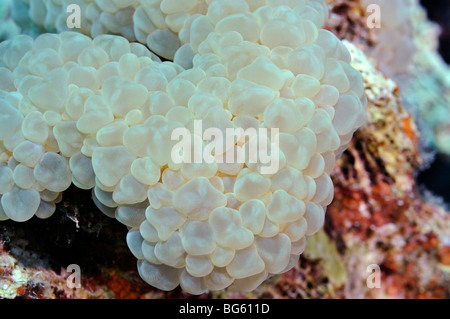 Nahaufnahme von "Bubble Coral", Plerogyra Sinuosa Arten, am Korallenriff Stockfoto