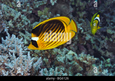 Zwei "Rote Meer" "Racoon Butterflyfish', Chaetodontidae Fasciatus Arten, einseitig eine Vorderansicht Stockfoto