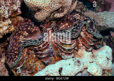 Geriffelt, skaliert oder Squamosa Riesenmuschel Tridacna Squamosa im Korallenriff Stockfoto