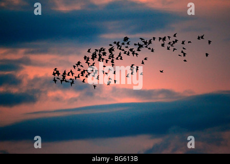 Herde von Golden Plover Pluvialis Apricaria in der Abenddämmerung Stockfoto