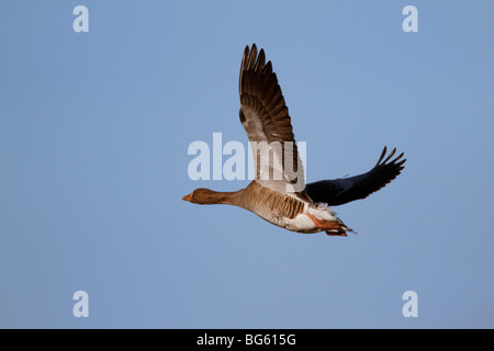 Graugans Gans Anser Anser im Flug Stockfoto