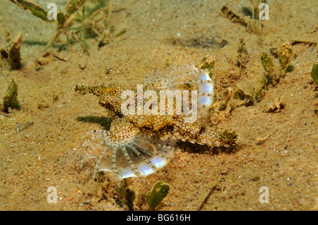 "Meer Motte" oder kleine Drachenfisch, Eurypegasus Draconis auf sandigen Meeresboden Stockfoto