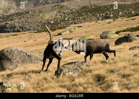 Reifen Sie erwachsenen männlichen spanischen Ibex kämpfen um die Vorherrschaft in jährlichen Brunft. Stockfoto