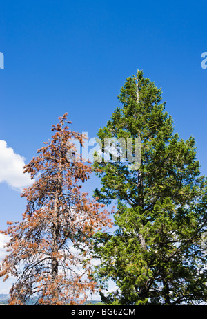 Lodgepole Kiefer befallen und von der Mountain Pine Beetle neben einem live Drehkiefern in Grand Teton getötet Stockfoto