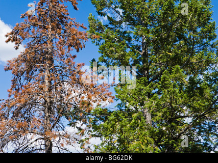 Lodgepole Kiefer befallen und von der Mountain Pine Beetle neben einem live Drehkiefern in Grand Teton getötet Stockfoto