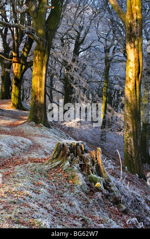 Raureif in Buchenholz. Dorset, UK Januar 2009 Bäume und Äste, die bei Frost und Schnee in der Sonne glitzernde abgedeckt Stockfoto