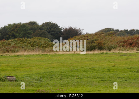 Sichler (Plegadis Falcinellus) Herde im Flug Stockfoto