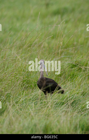 Sichler (Plegadis Falcinellus) stehen lange Gras Stockfoto