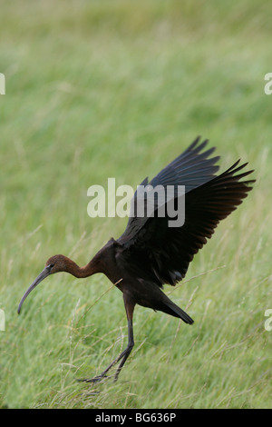 Landung in der Wiese Sichler (Plegadis Falcinellus) Stockfoto