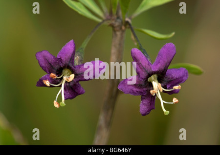 Boxthorn, chinesische Wolfsbeere, (Lycium Barbarum), Nahaufnahmen von Blumen. Stockfoto