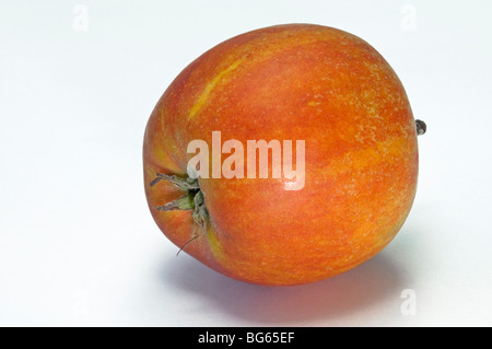 Heimischen Apfel (Malus Domestica), Sorte: Holsteiner Cox, reife Frucht, Studio Bild. Stockfoto