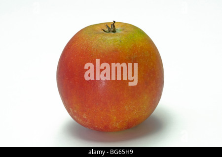 Heimischen Apfel (Malus Domestica), Sorte: Holsteiner Cox, reife Frucht, Studio Bild. Stockfoto