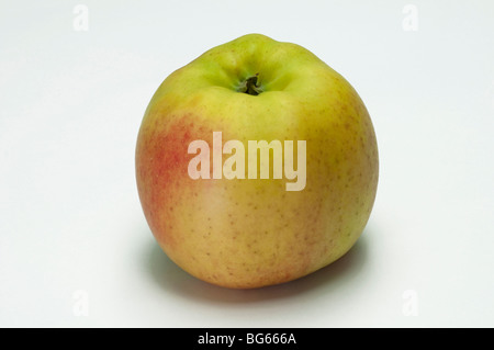 Heimischen Apfel (Malus Domestica), Sorte: Otava, reife Frucht, Studio Bild. Stockfoto