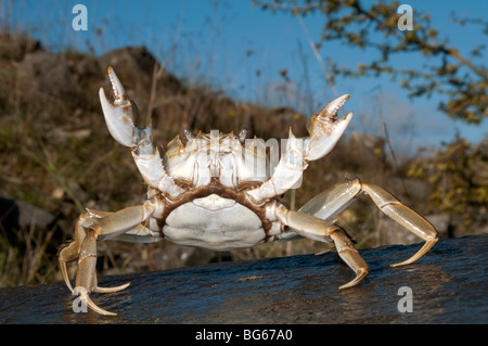 Chinesische Fäustling Krabbe (Eriocheir Sinensis), weiblich in Abwehrhaltung. Stockfoto