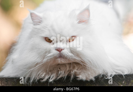 Nahaufnahme eines langhaarigen weißen Hauskatze wütend in die Kamera starrt Stockfoto