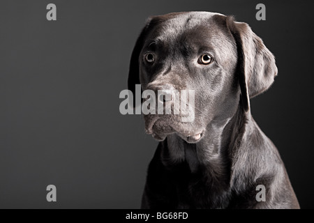 Chocolate Labrador Retriever Porträt vor einem grauen Hintergrund Stockfoto