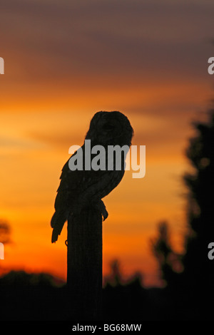 Waldkauz (Strix Aluco) hocken auf Zaunpfahl bei Sonnenuntergang Stockfoto