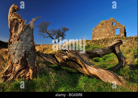 Toter Baum und verfallene Gebäude Stockfoto