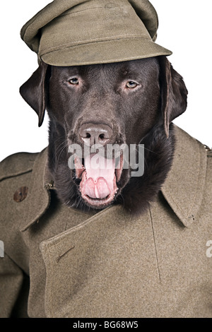 Humor-Schuss von Chocolate Labrador gekleidet in historische Armeemantel und Hut. Sgt Boo seine Befehle schreien! Stockfoto