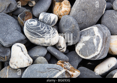 Quarz in Schiefer und Schiefer Kiesel; am Strand von Druse; Crackington Hafen; Cornwall Stockfoto