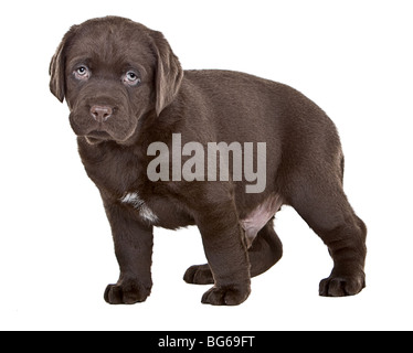 Aufnahme eines niedlichen Chocolate Labrador Welpen zu isolieren Stockfoto