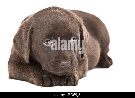 Aufnahme eines niedlichen Chocolate Labrador Welpen zu isolieren Stockfoto