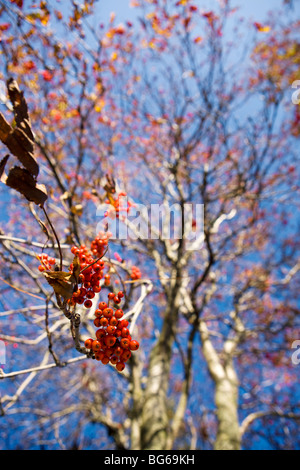 Nahaufnahme der Beere Cluster im Herbst in Reykjavik, Island. Stockfoto