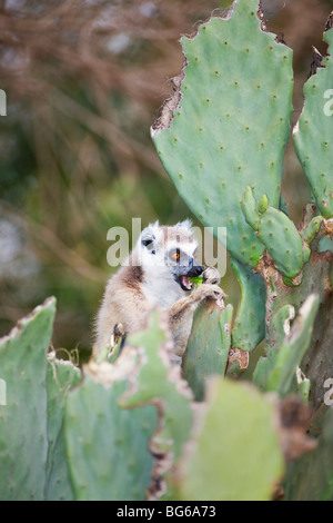 Katta Essen Opuntia Kaktus, Berenty Reserve, Madagaskar Stockfoto