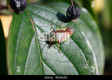 Hartriegel Blatt hautnah Weißdorn Shieldbug (Acanthosoma Haemorrhoidale) Stockfoto