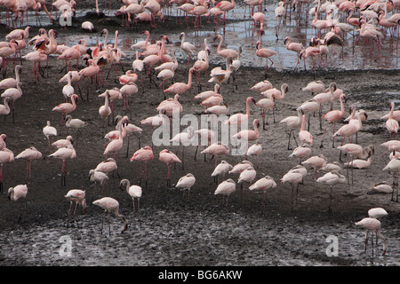 Eine Herde von Flamingos sammelt an einem See im Arusha National Park, Norden von Tansania. Stockfoto