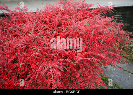 Ein Strauch Zwergmispel bedeckt in roten Beeren und Blätter im Herbst Stockfoto