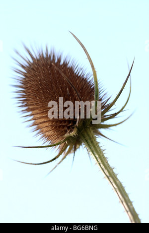 Teasel-Blumenkopf (Dipsacus fullonum) in Winchelsea, East Sussex, Großbritannien wild wächst Stockfoto