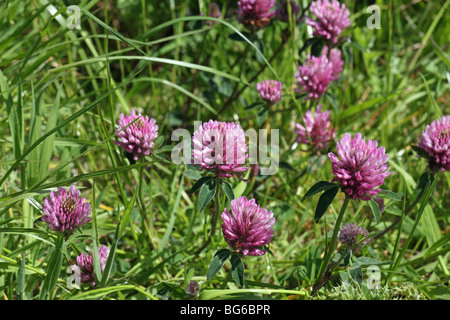 Eine Kleeblume rot, rosa (Trifolium pratense), Dreireifen, Wildblume, England, UK Stockfoto