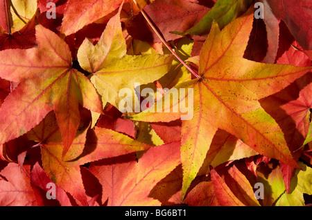 Farbenfrohe rote und gelbe Herbstblätter Stockfoto