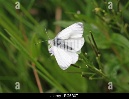 Ein Schmetterling grün geädert weiß (Pieris Napi) Stockfoto