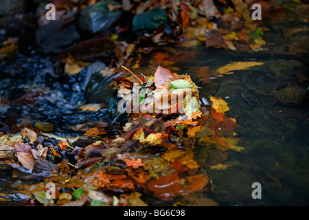 Herbstlaub in einem stream Stockfoto