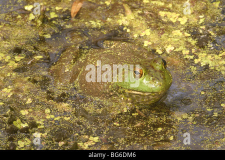 Amerikanischer Ochsenfrosch Rana Catesbeiana Springfield Nature Center, Springfield, Missouri, USA 2 Juni Adult Ranidae Stockfoto