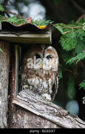 Waldkauz (Strix Aluco) Schlafplatz unter Vordach des Gartenhaus Stockfoto