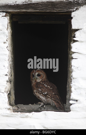 Waldkauz (Strix Aluco) im Stall Fenster hocken Stockfoto