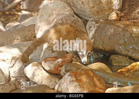 Baby-Nasenbär auf der Suche nach Getränk in kleinen Bach in den Chiracahua Bergen von Arizona. Stockfoto