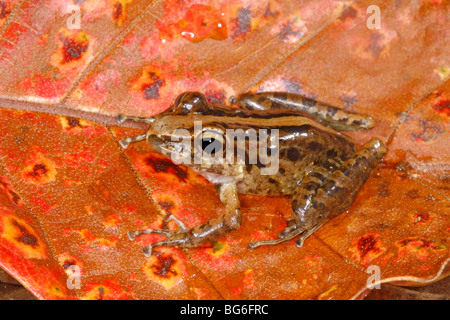 Grasfrosch Regen Stockfoto