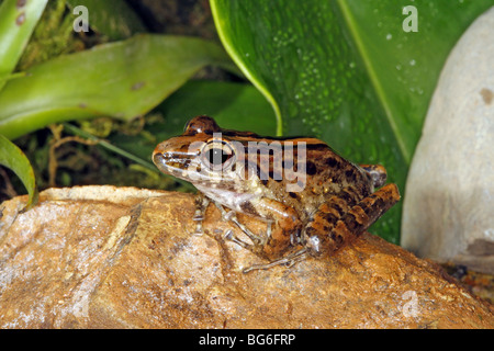 Grasfrosch Regen Stockfoto