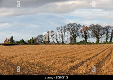 Links über die Wintermonate brachliegende Ackerland Stockfoto